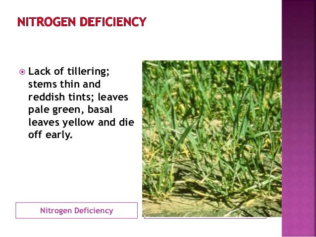 mature wheat nitrogen defiency Anal bitch tacher